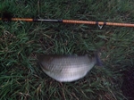 An August Mullet