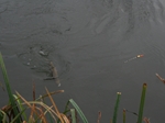 Angling Heritage gathering on the Kennet