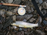 Torridge Trouting