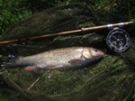 A Chub on the River Culm