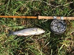 Fishing the Kennet Lamb Stream with Chris Yates