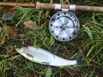 Grayling from the River Tamar