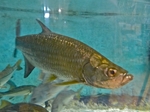 Tarpon Fishing in Islamorada. Florida Keys