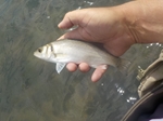 Try Again for Bass Try Again for Bass