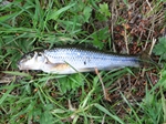 On the Warwickshire Avon On the Warwickshire Avon