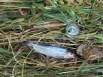 Trout on a Stormy Night Trout on a Stormy Night