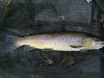 My Best Torridge Brown Trout