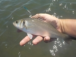 Fishing the Taw/Torridge Estuary