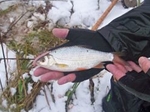 Fishing on the Kennet